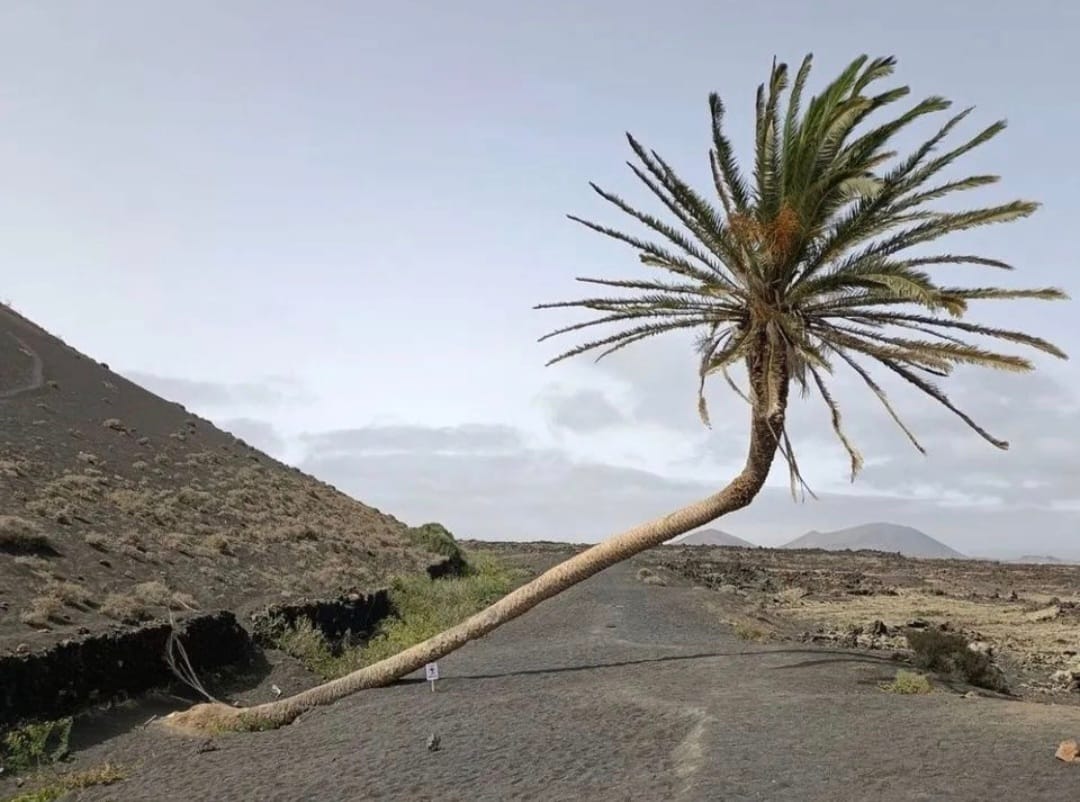 La palmera inclinada despertó la admiración de quienes contemplaban su resistencia al paso del tiempo y las inclemencias.