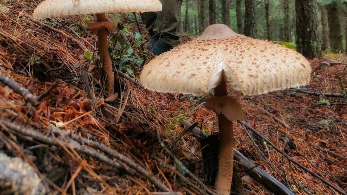 Entrevista a Miguel Higueras, Jefe de Operativos de los Agentes Forestal de la Comunidad de Madrid, sobre la normativa en las actividades micológicas