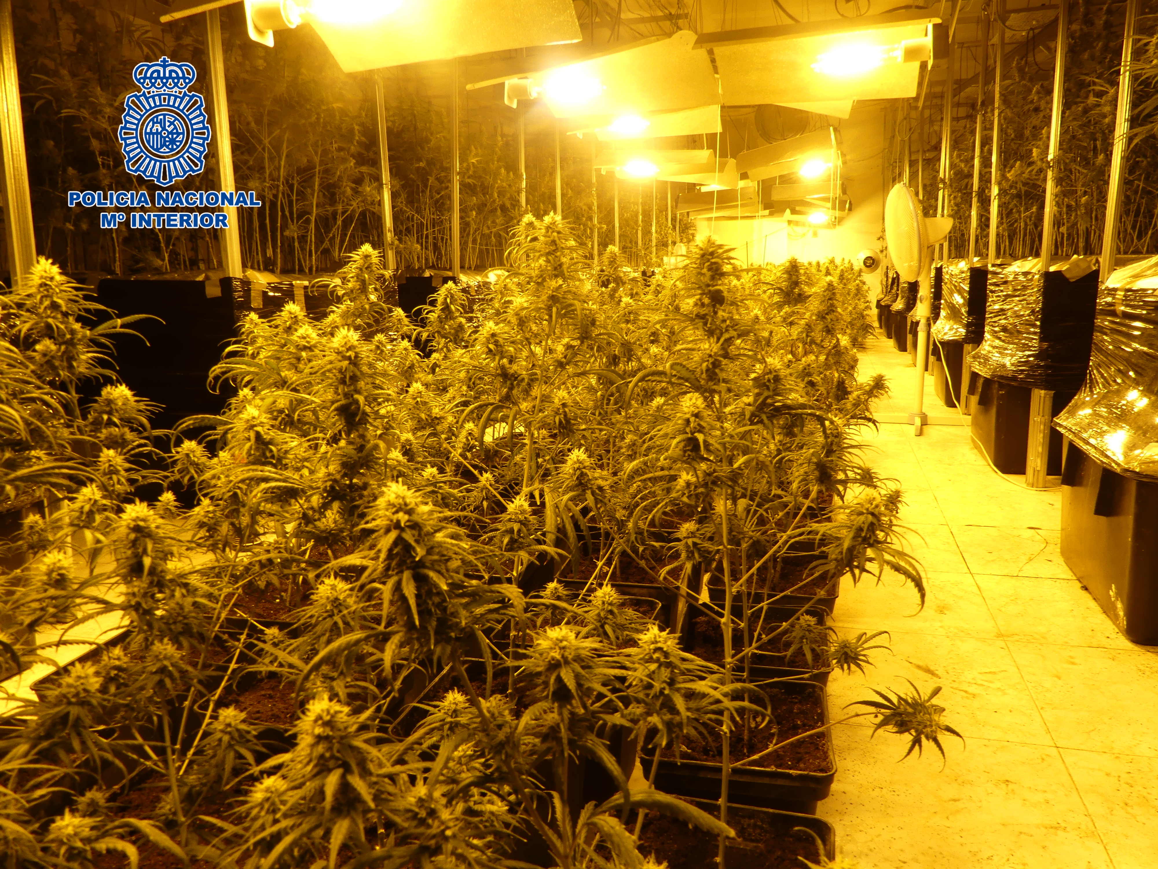 Plantación en el Polígono de Cazalegas