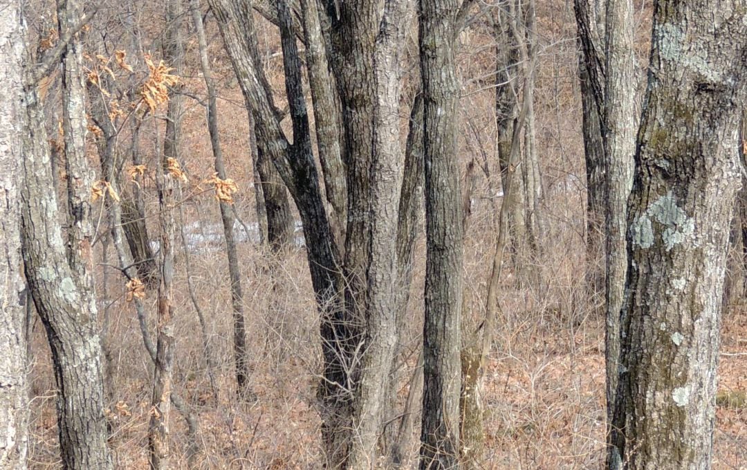 El parque nacional te invita a dar con el leopardo.