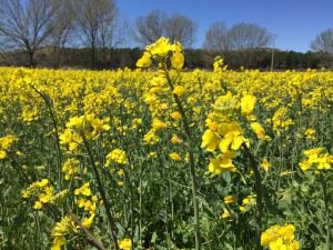 La flor de la colza pinta de amarillo los campos de Cuenca.