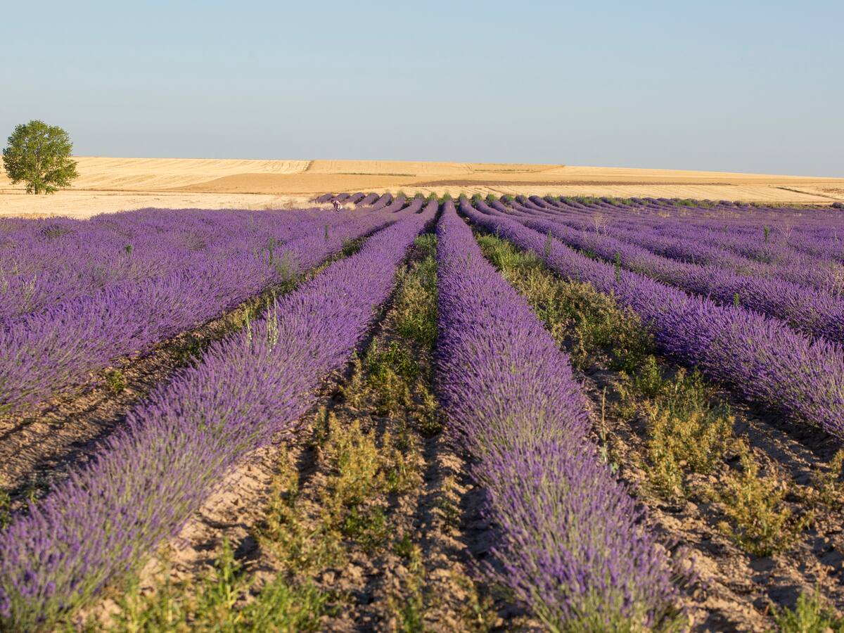 La Diputación de Palencia con los cultivos de aromáticas y la etnobotánica para poner en valor el uso de las plantas