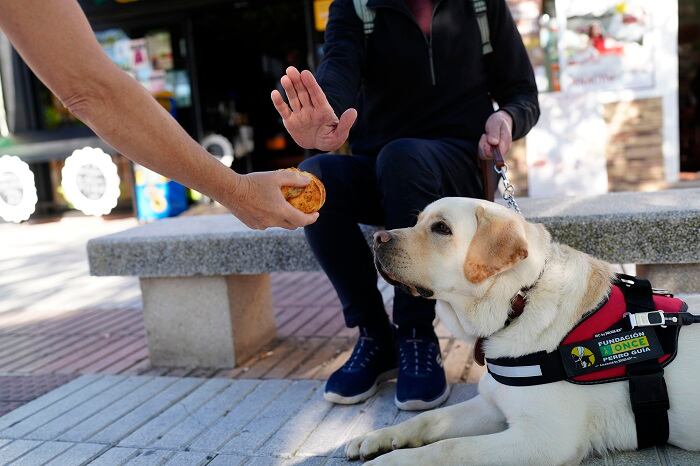 Rechazo de alimentos en los perros guía