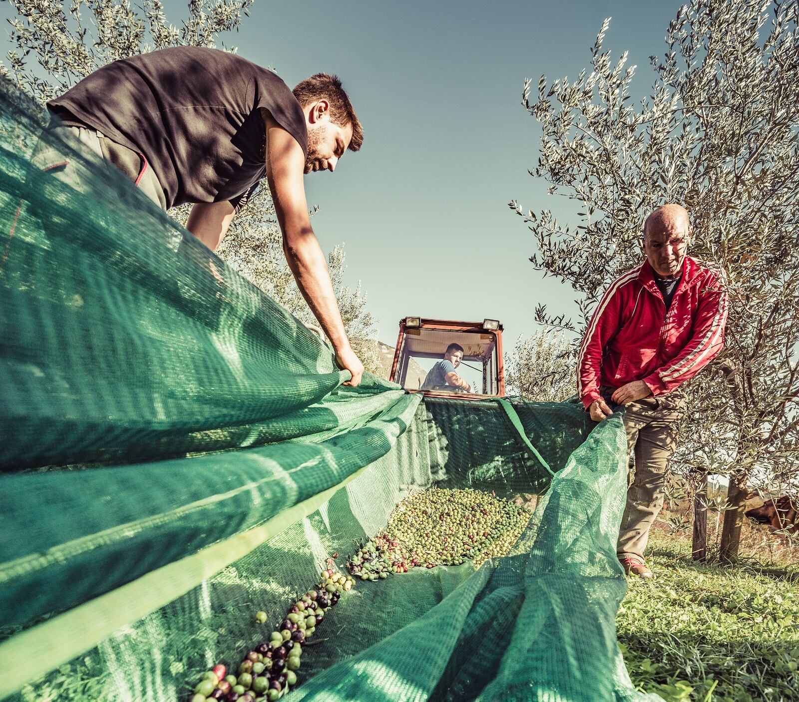 Agricultores jiennenses trabajan en la recogida de la aceituna