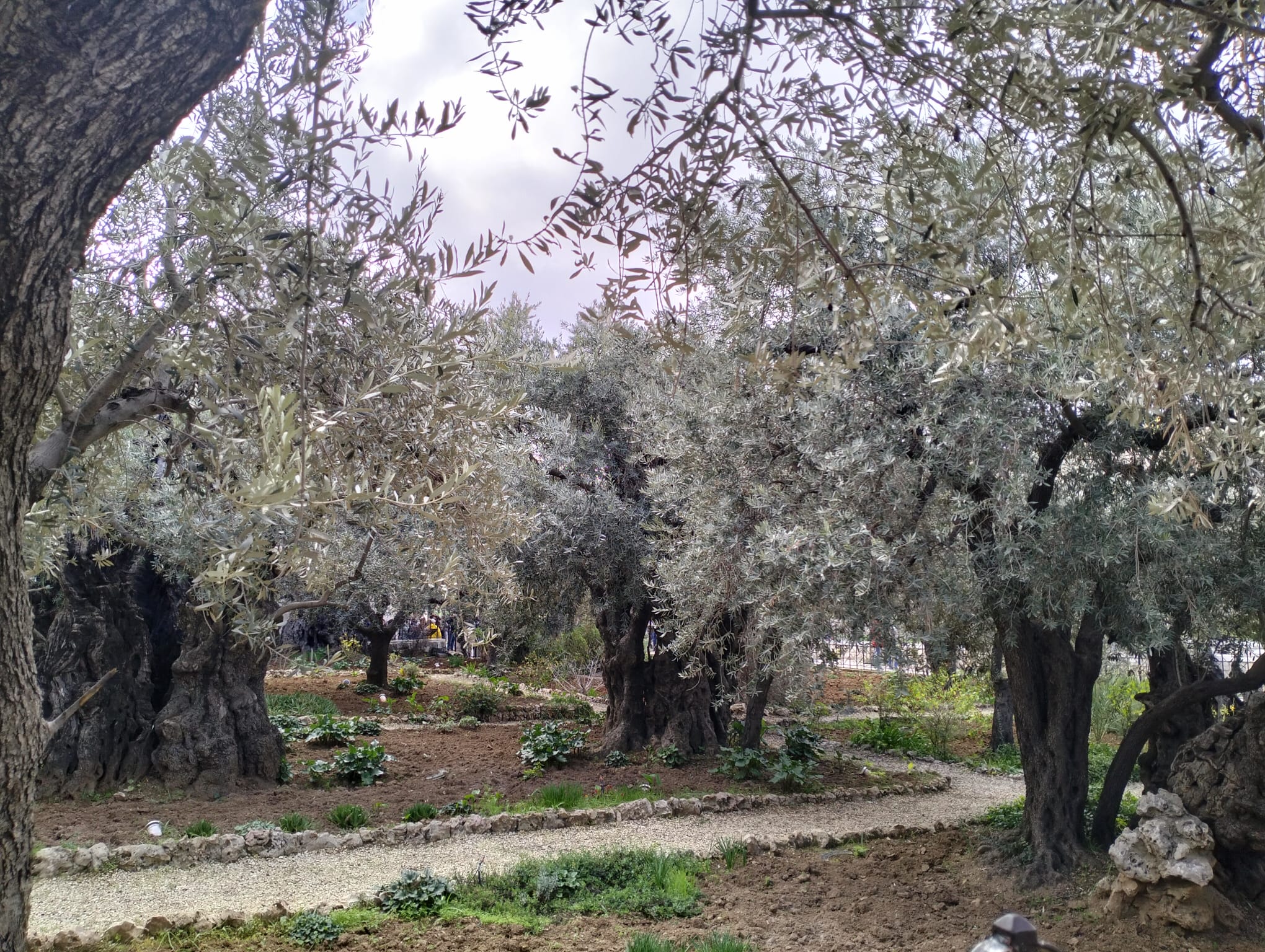 Huerto de los Olivos