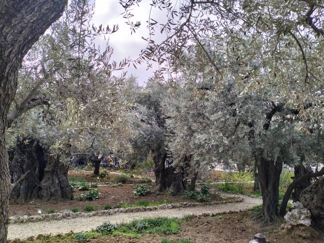 Huerto de los Olivos