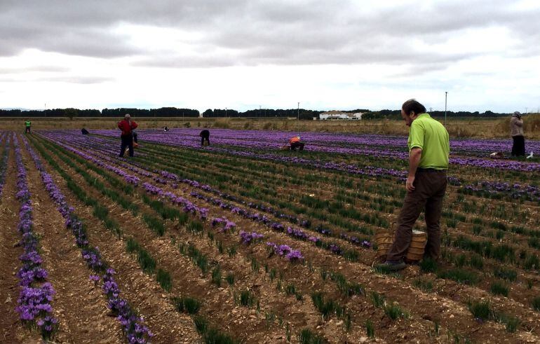 Los alumnos conocerán el proceso completo, desde la plantación a la recogida y la monda del azafrán