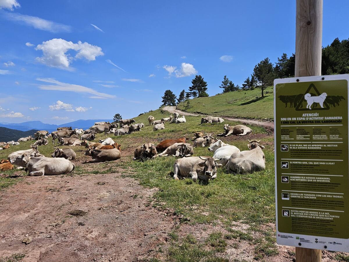 ASAJA demana als turistes que "no toquin o no deixin obertes" les tanques dels ramats