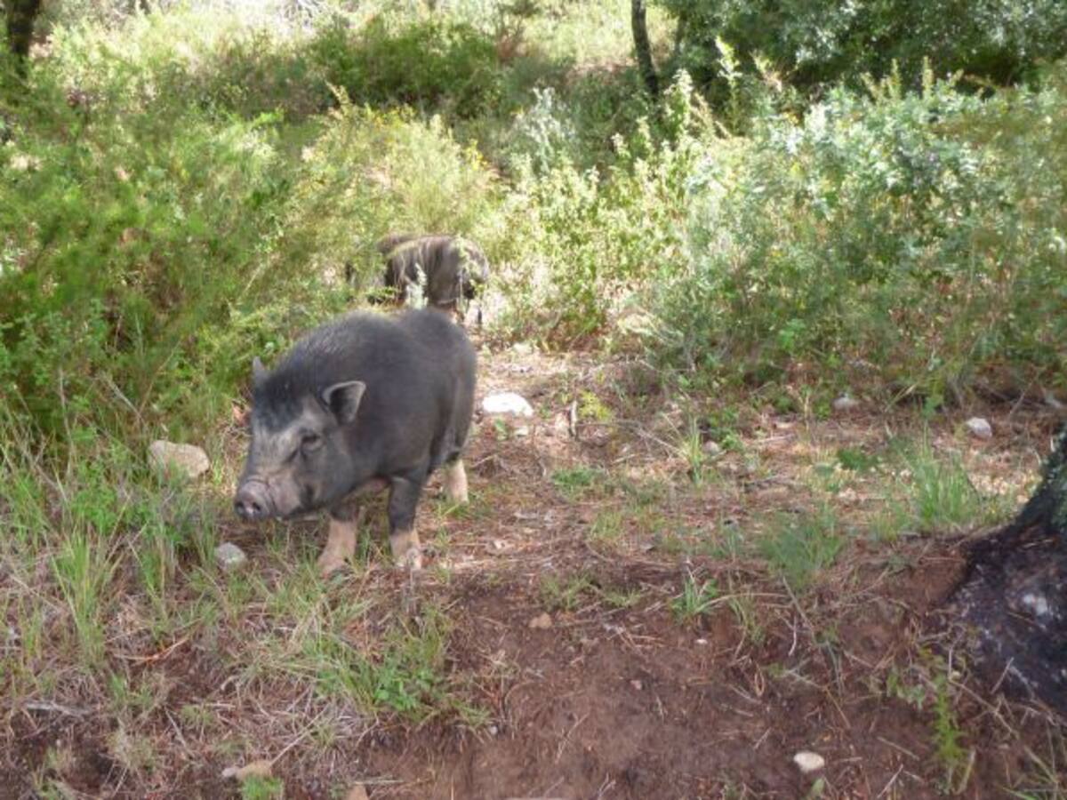 Tres porcs vietnamites, capturats al Priorat