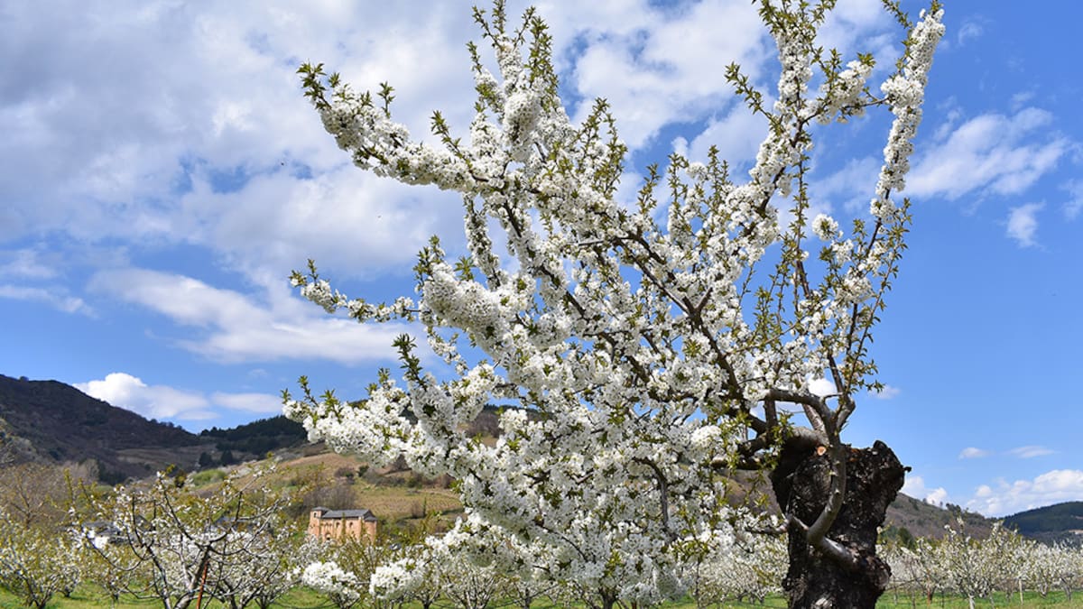 El Ayuntamiento de Corullón invita al Bierzo a disfrutar del espectáculo de la floración de los cerezos