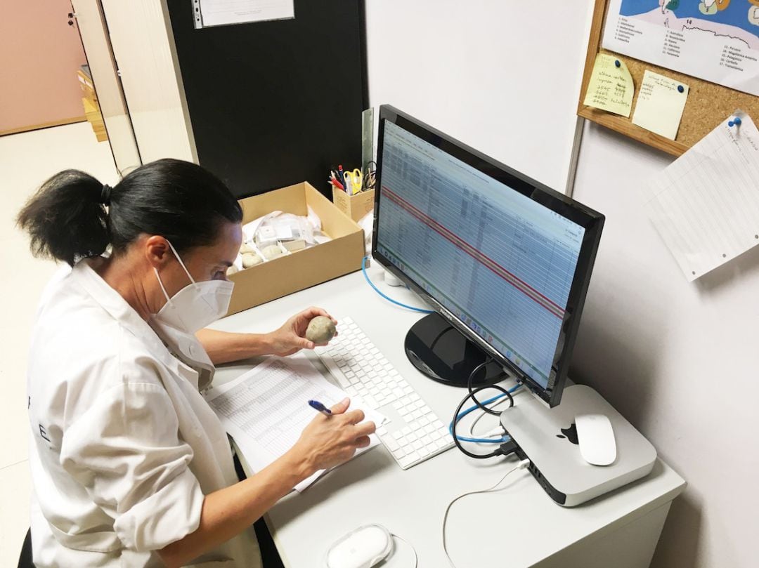 Imagen de inventario de la colección de fósiles del MUPE