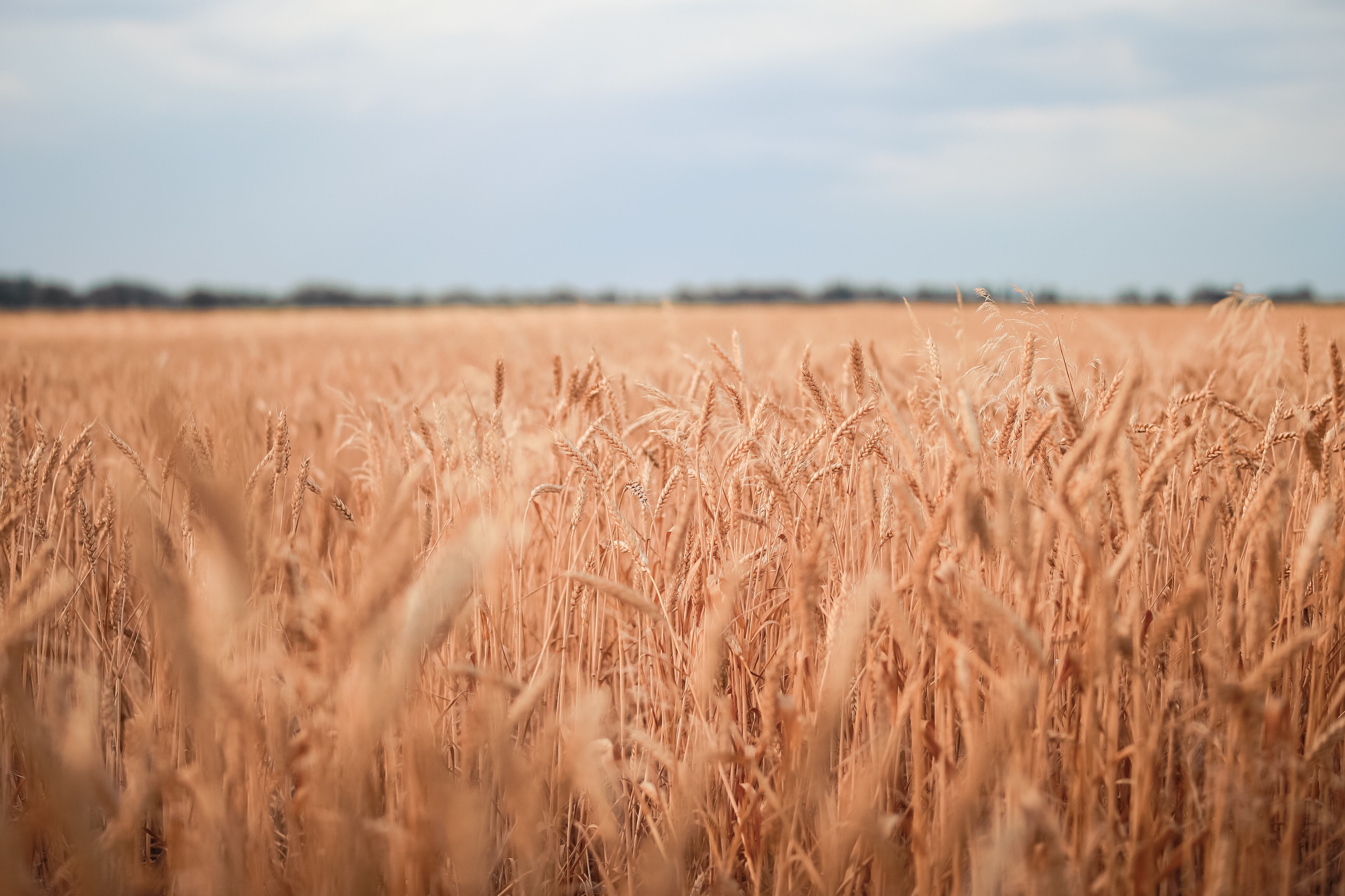 Imagen de archivo de un campo de trigo