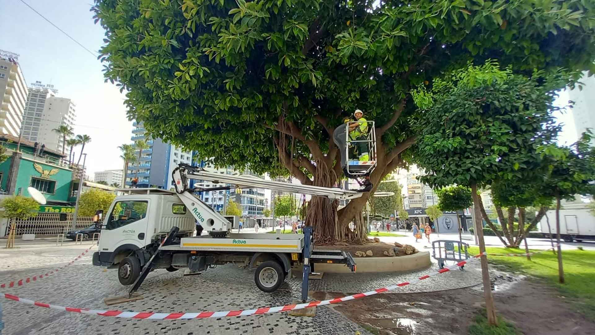 Ficus de la plaza Triangular de Benidorm