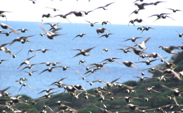 Los ornitólogos cuentan las aves en Menorca.