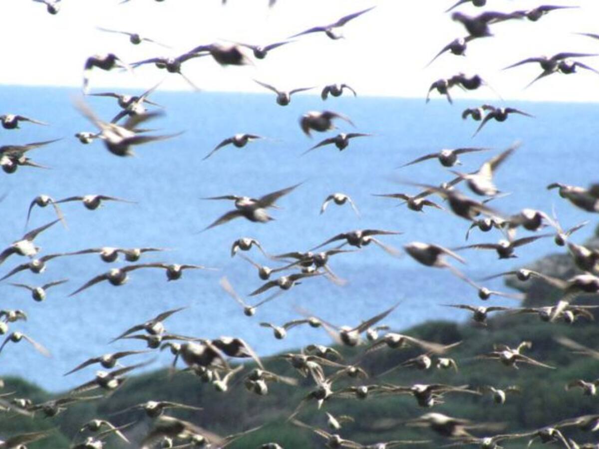 Menorca calcula las aves acuáticas en S'Albufera des Grau