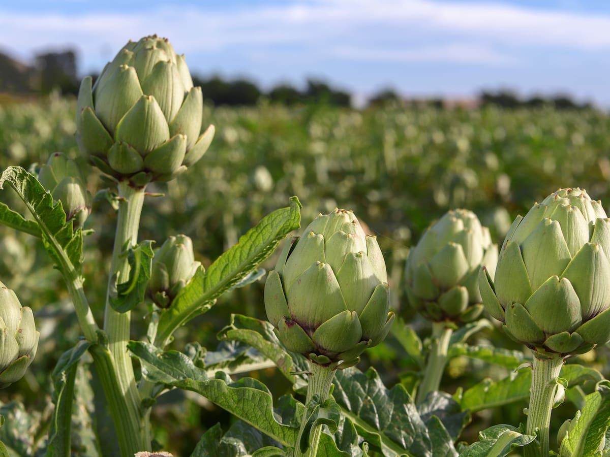Antonio Ángel Hurtado: "Hemos conseguido que la alcachofa de la Vega Baja vuelva a ser la joya de la huerta"