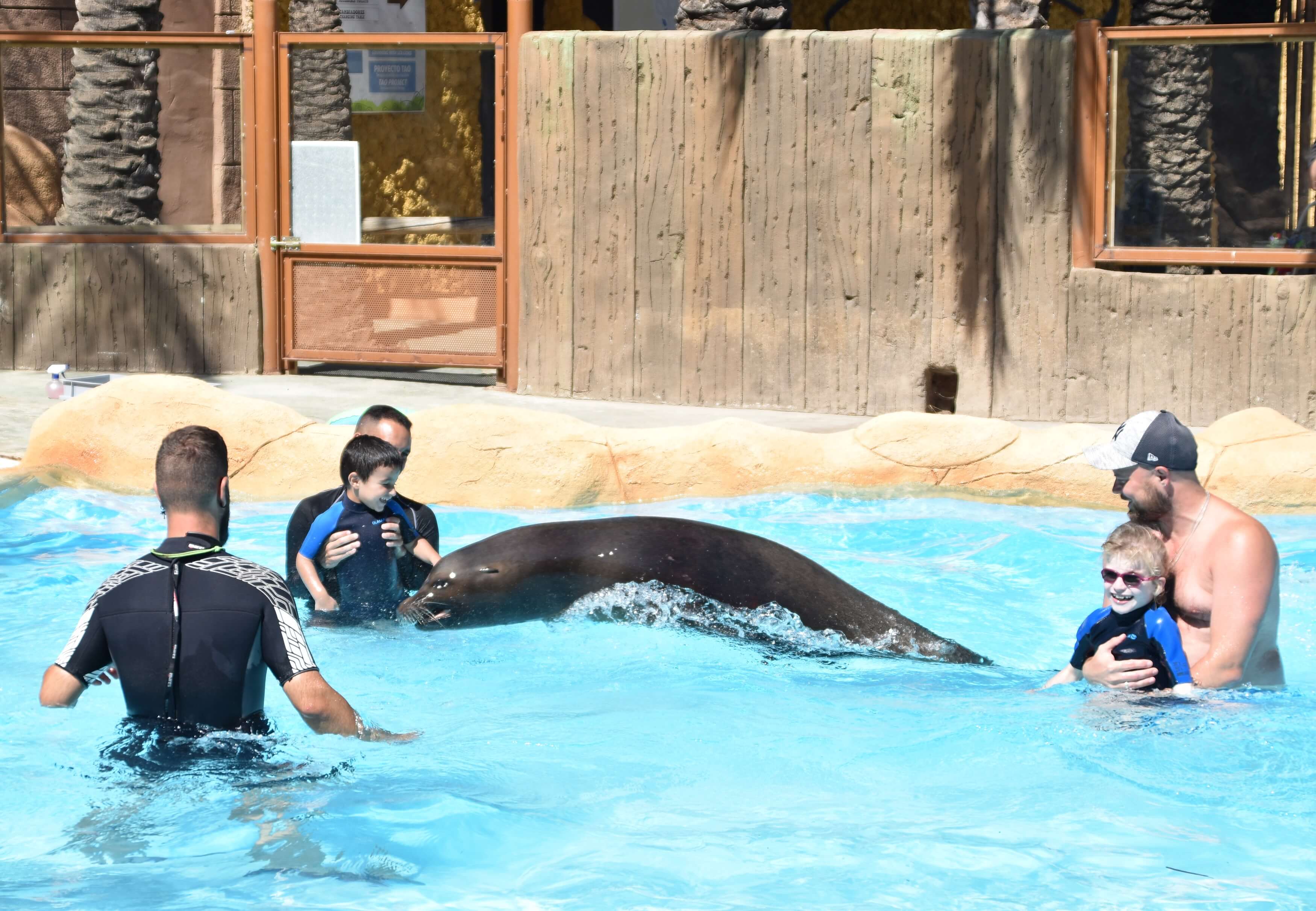 Terapia con leones marino, Rio Safari Elche