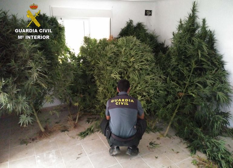 Incautación de Marihuana en Villalba del Alcor, Huelva 