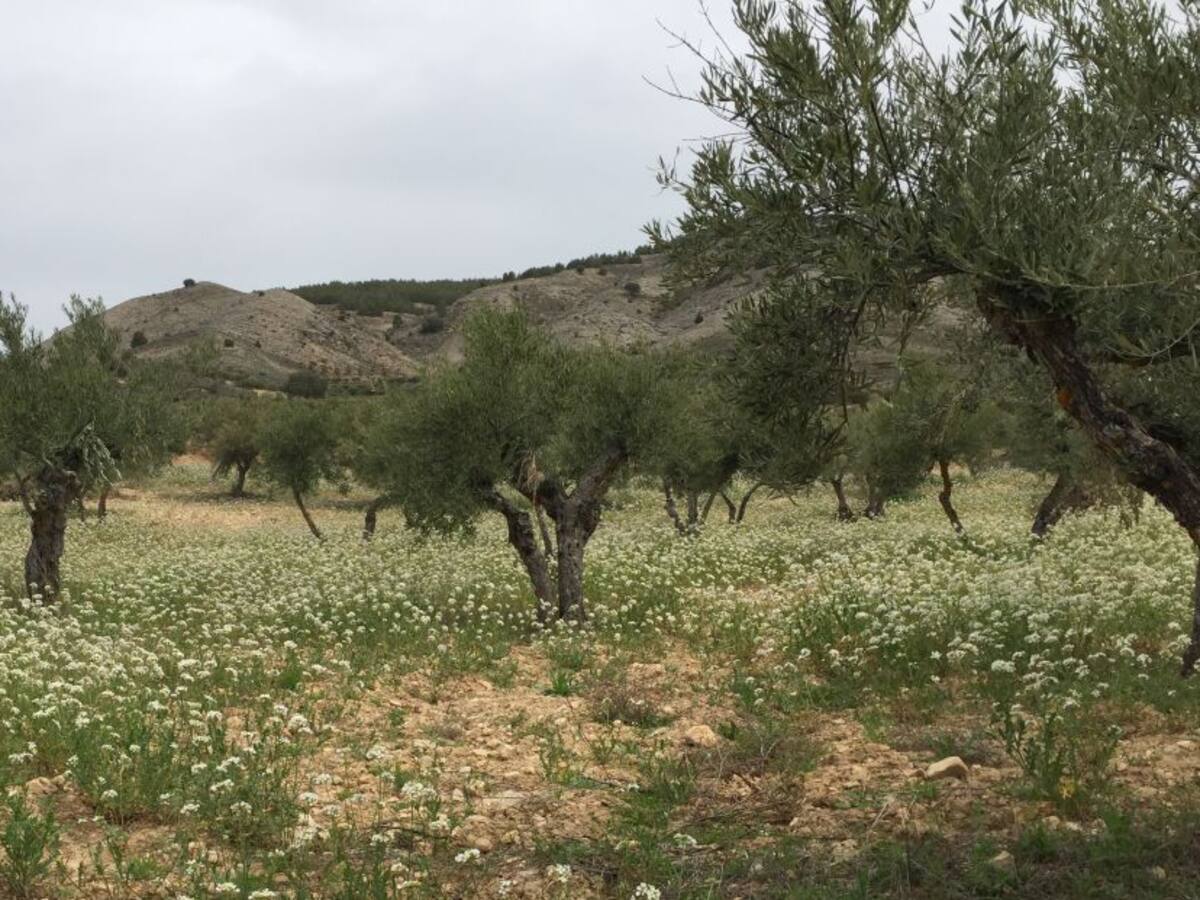 Las lluvias ralentizan la campaña de la aceituna que se ha adelantado en Cuenca