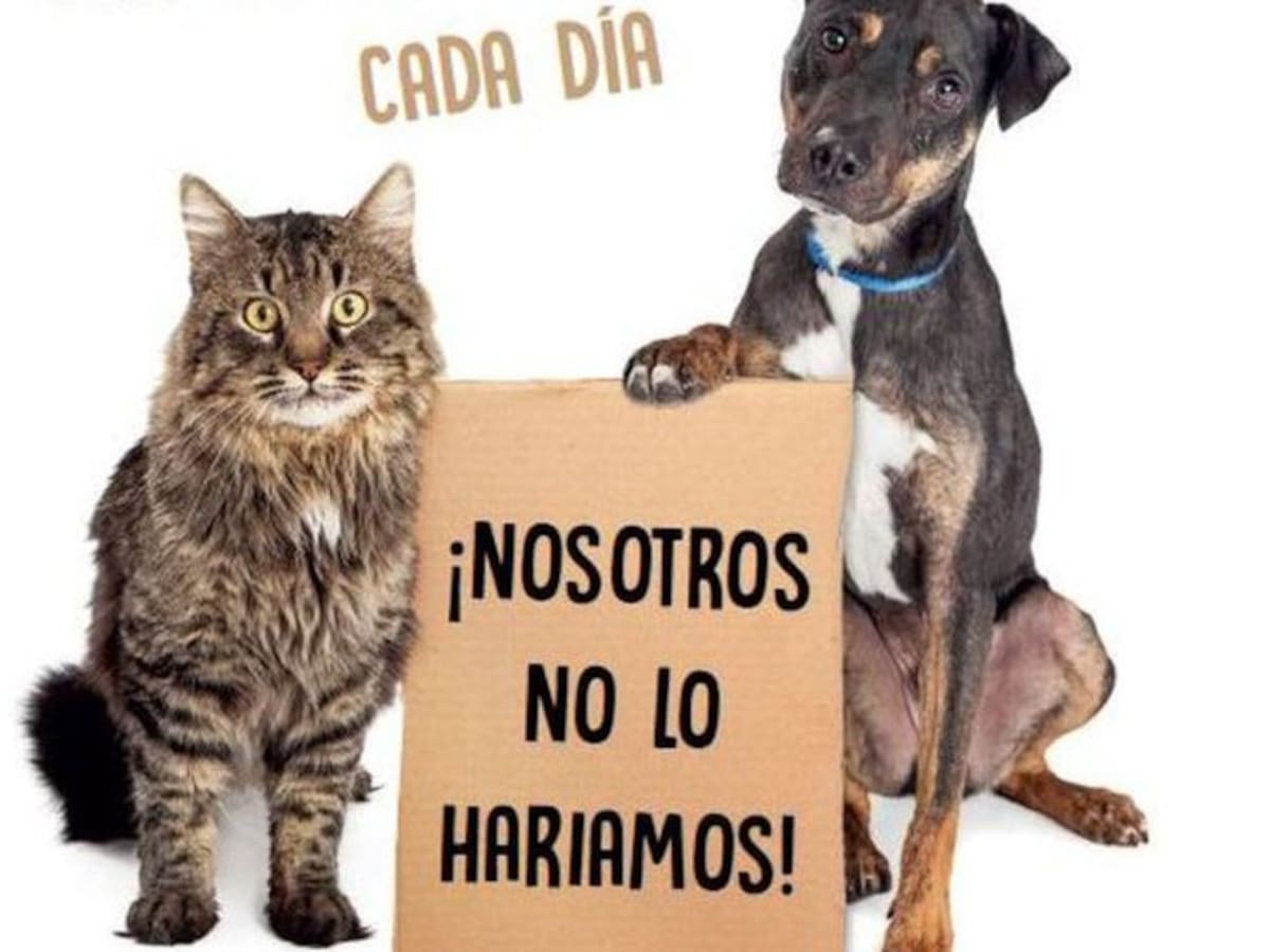 Campaña de sensibilización contra el abandono de mascotas en verano