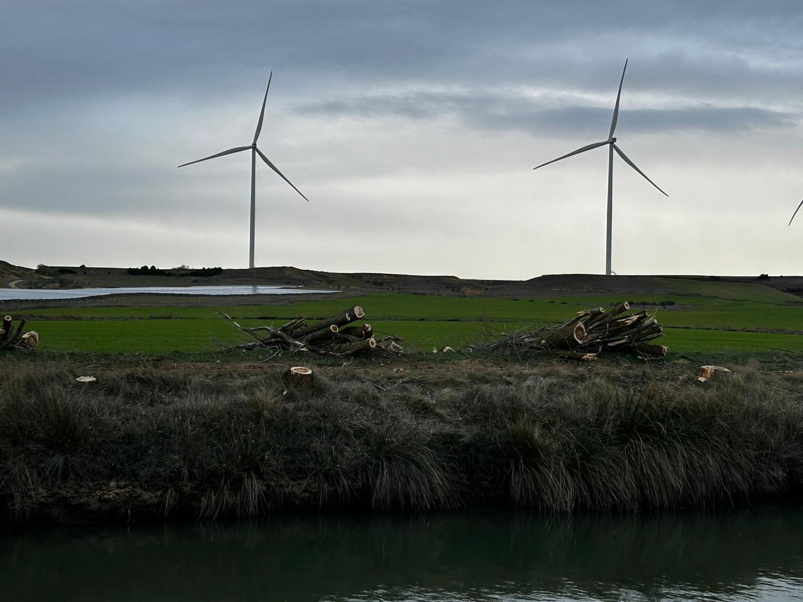 Árboles talados por la CHD en el Canal de Castilla en Palencia