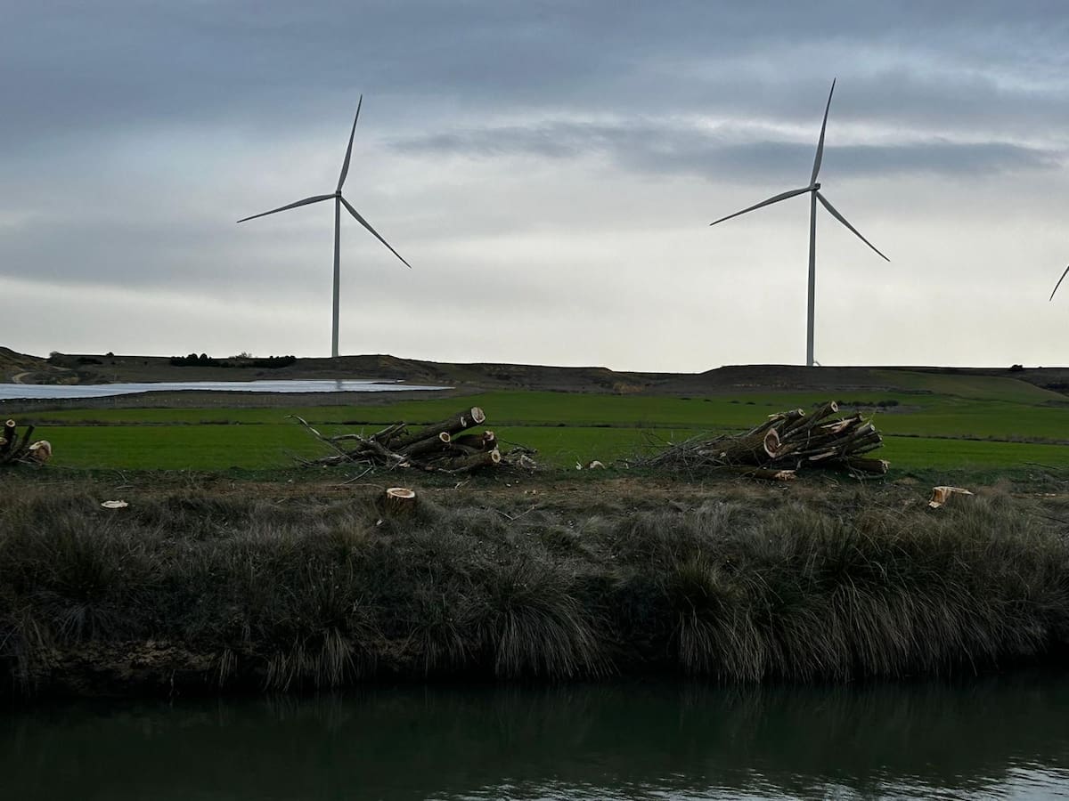 La CHD niega una 'tala masiva' en el Canal de Castilla y defiende las actuaciones para mejorar la vegetación de la zona