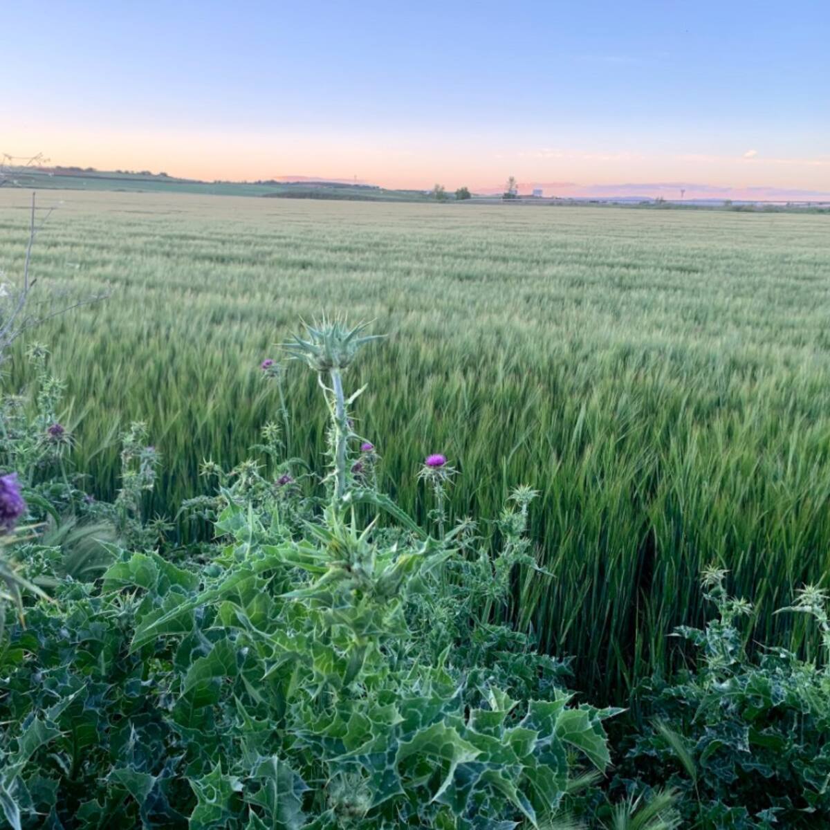 Emergencia cinegética por exceso de conejos en 24 pueblos de Guadalajara
