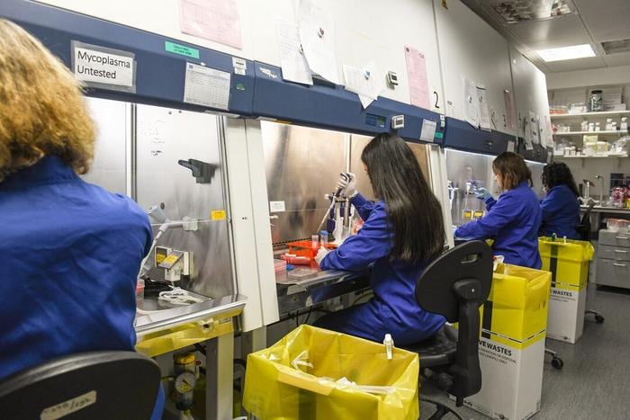 Trabajos para lograr crecimiento en organoides de la piel y el pelo en el Instituto Wellcome Sanger. Greg Moss / Instituto Wellcome Sanger