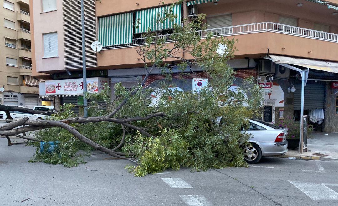 Árbol sobre un coche en Gandia