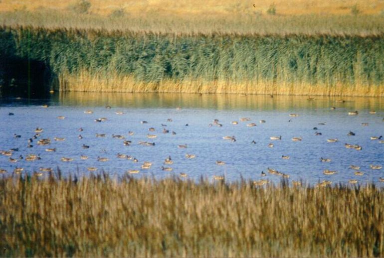 La laguna de Pitillas declarada Reserva Natural en 1987