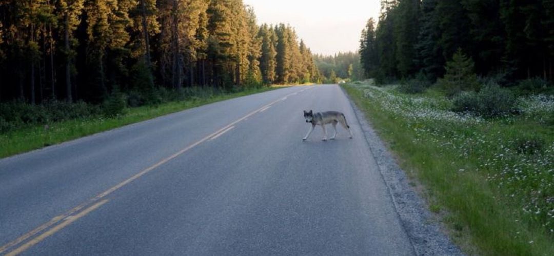 Lobo cruzando una carretera