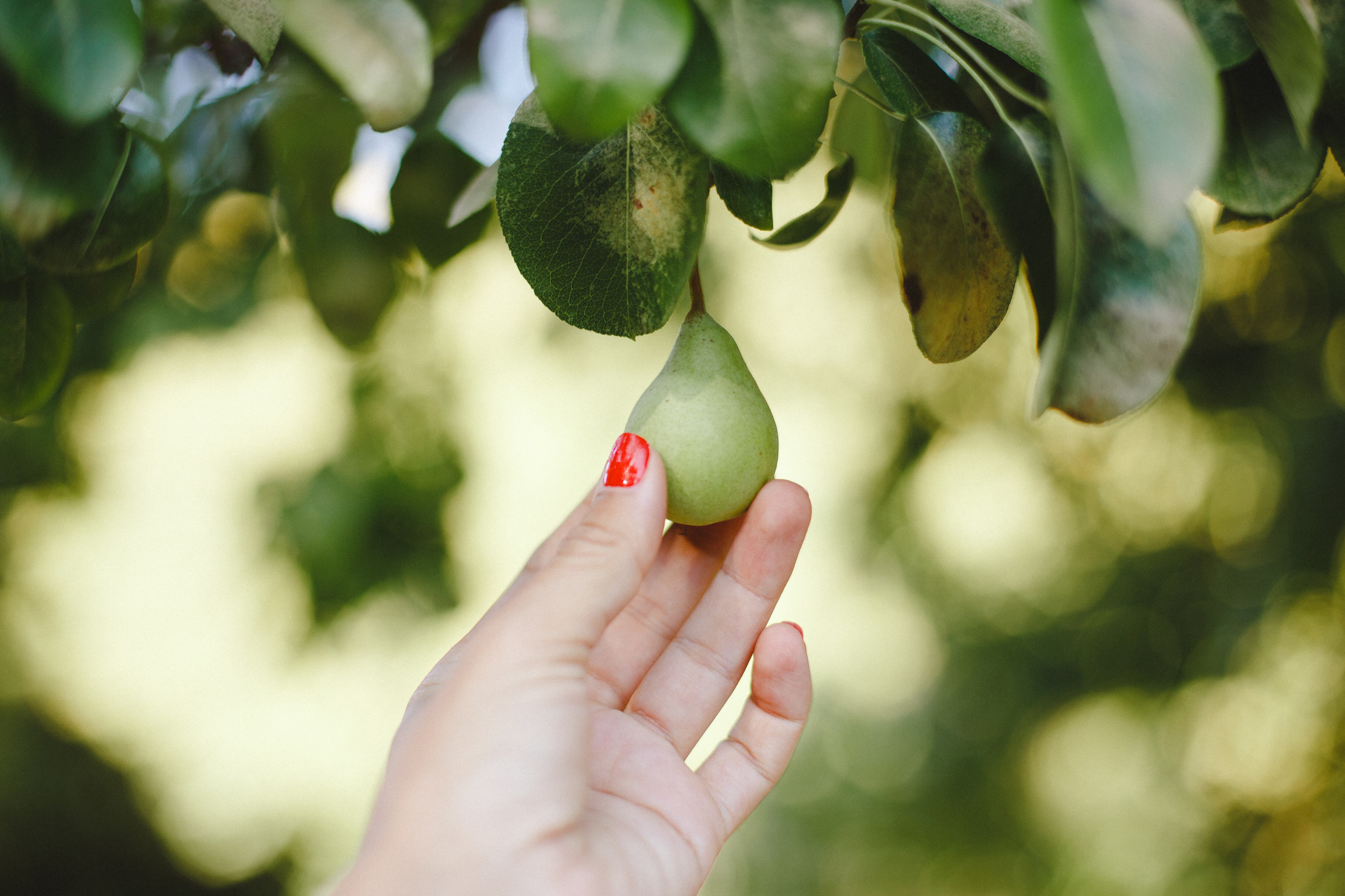 Woman with red nail polish holds a small pear from the pear tree