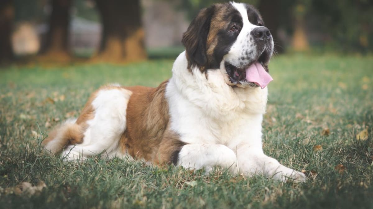 Los bomberos de Ponferrada rescatan a un san bernardo de una fosa séptica