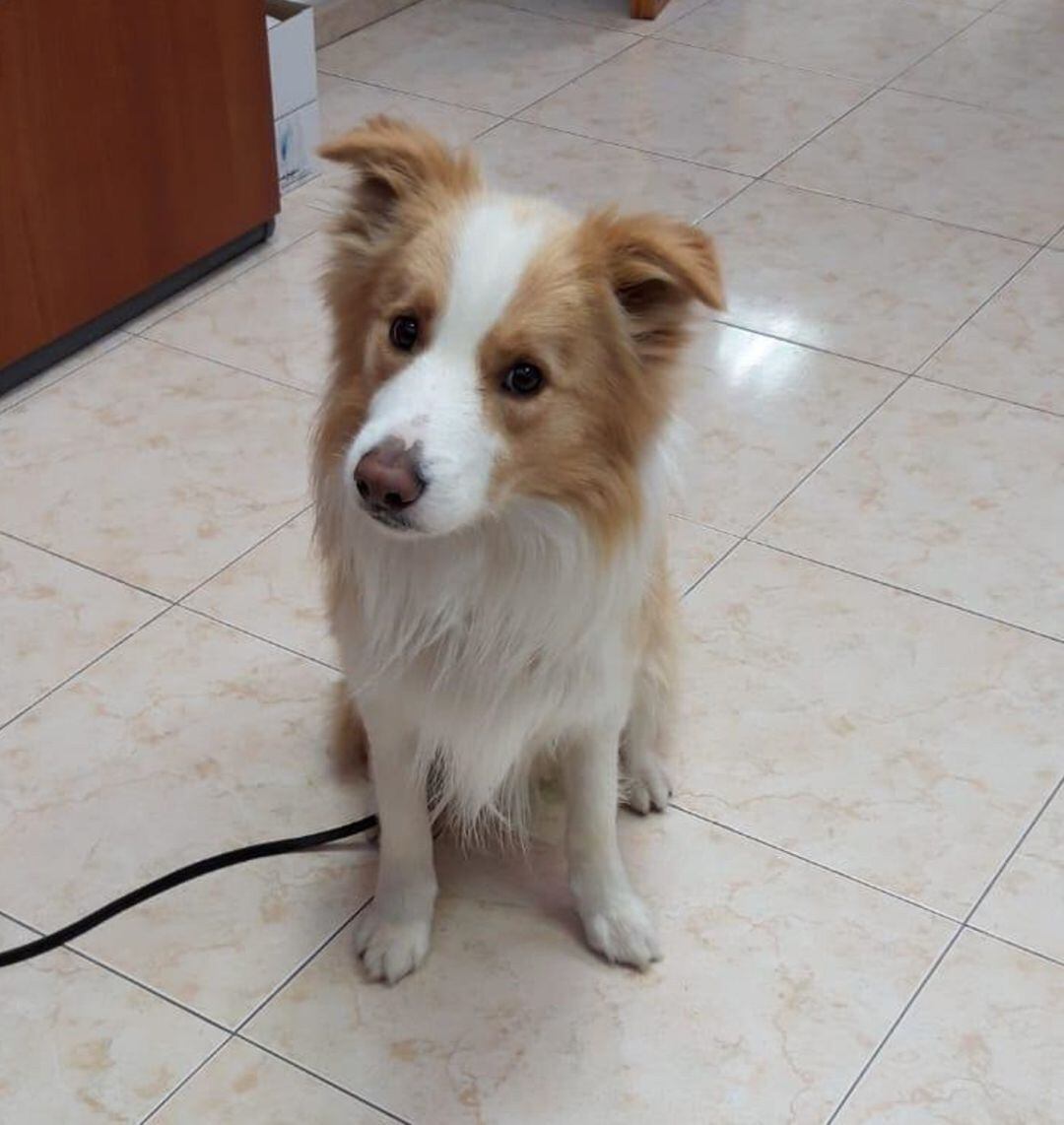 Jhari, el nuevo perro policía de Elda