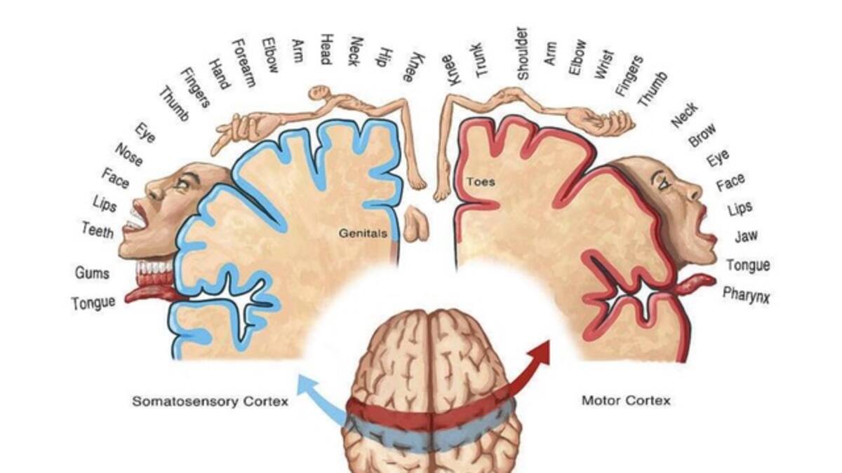 Espacio de Sexualidad con Almudena M. Ferrer: La erótica a través del homúnculo de Penfield