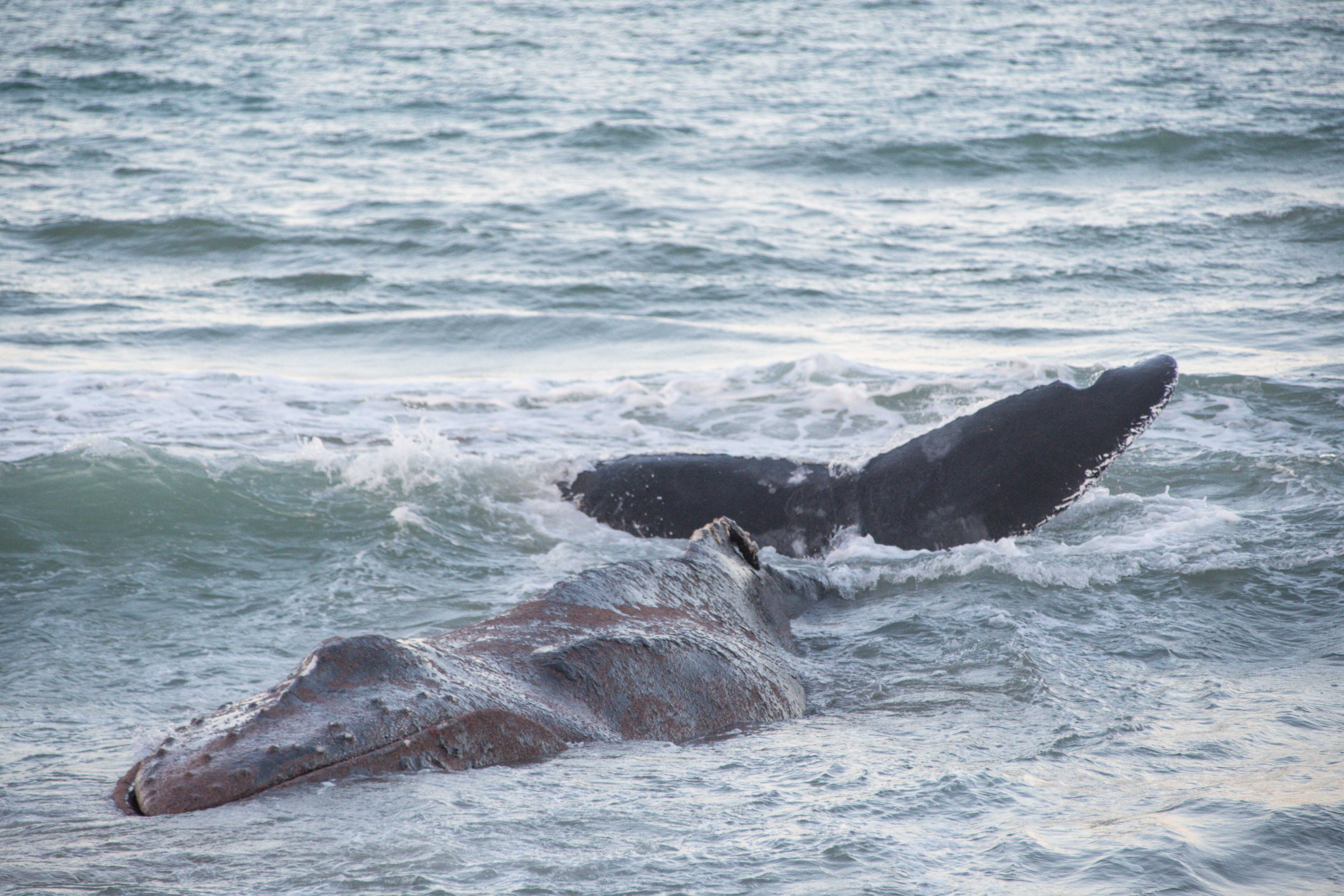 Ballena yubarta varada en la Playa de Tavernes de la Valldigna