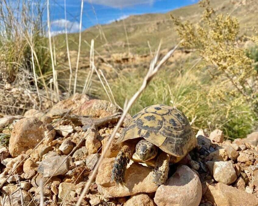 Ejemplar de tortuga mora en la Sierra de la Almenara