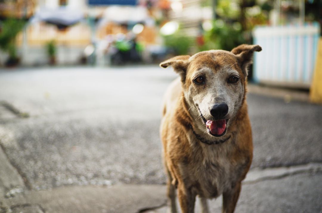 Proyecto para la recogida de animales en Tavernes 