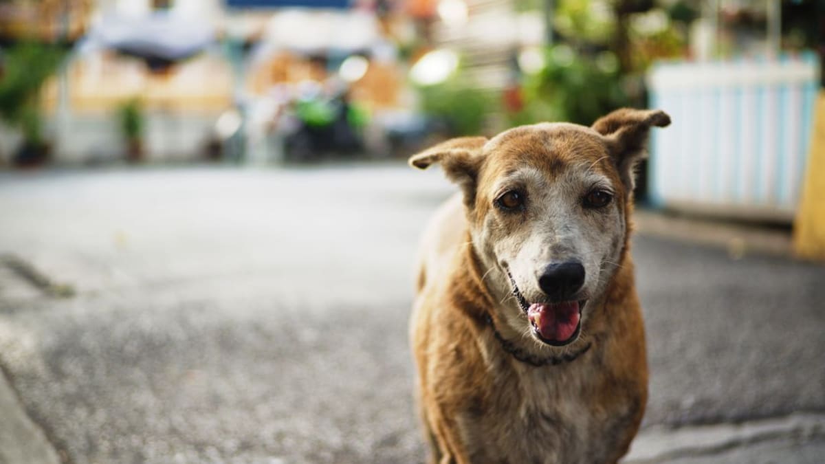 Tavernes recogerá animales abandonados de 51 municipios de la Safor y la Ribera