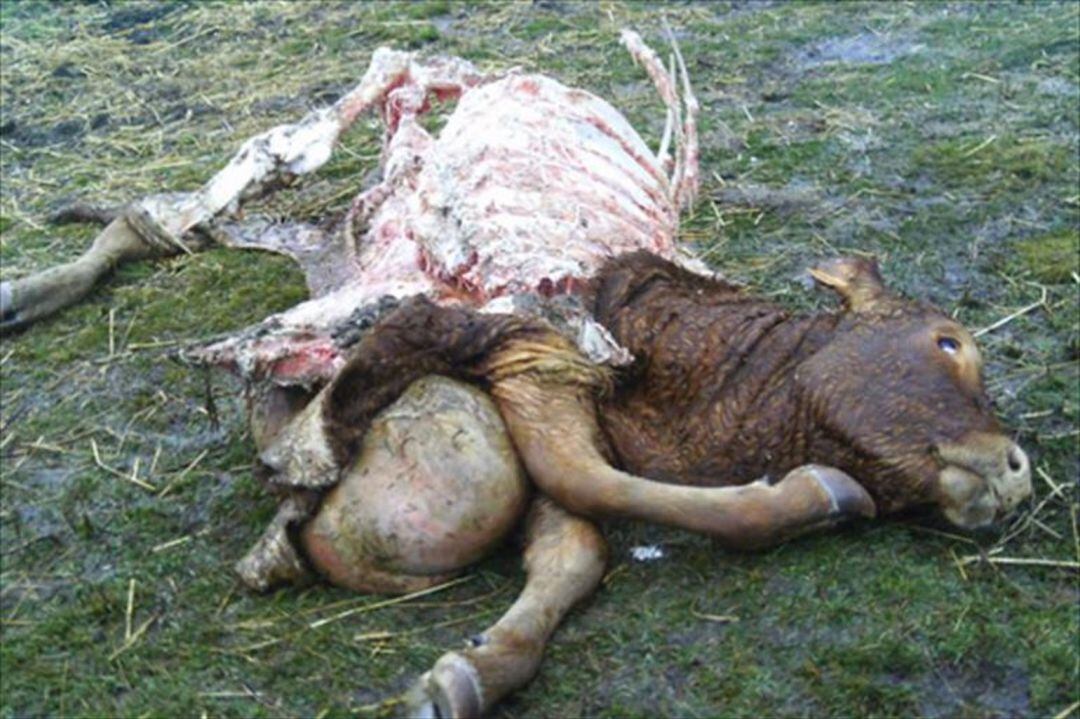 Efectos del ataque de un lobo