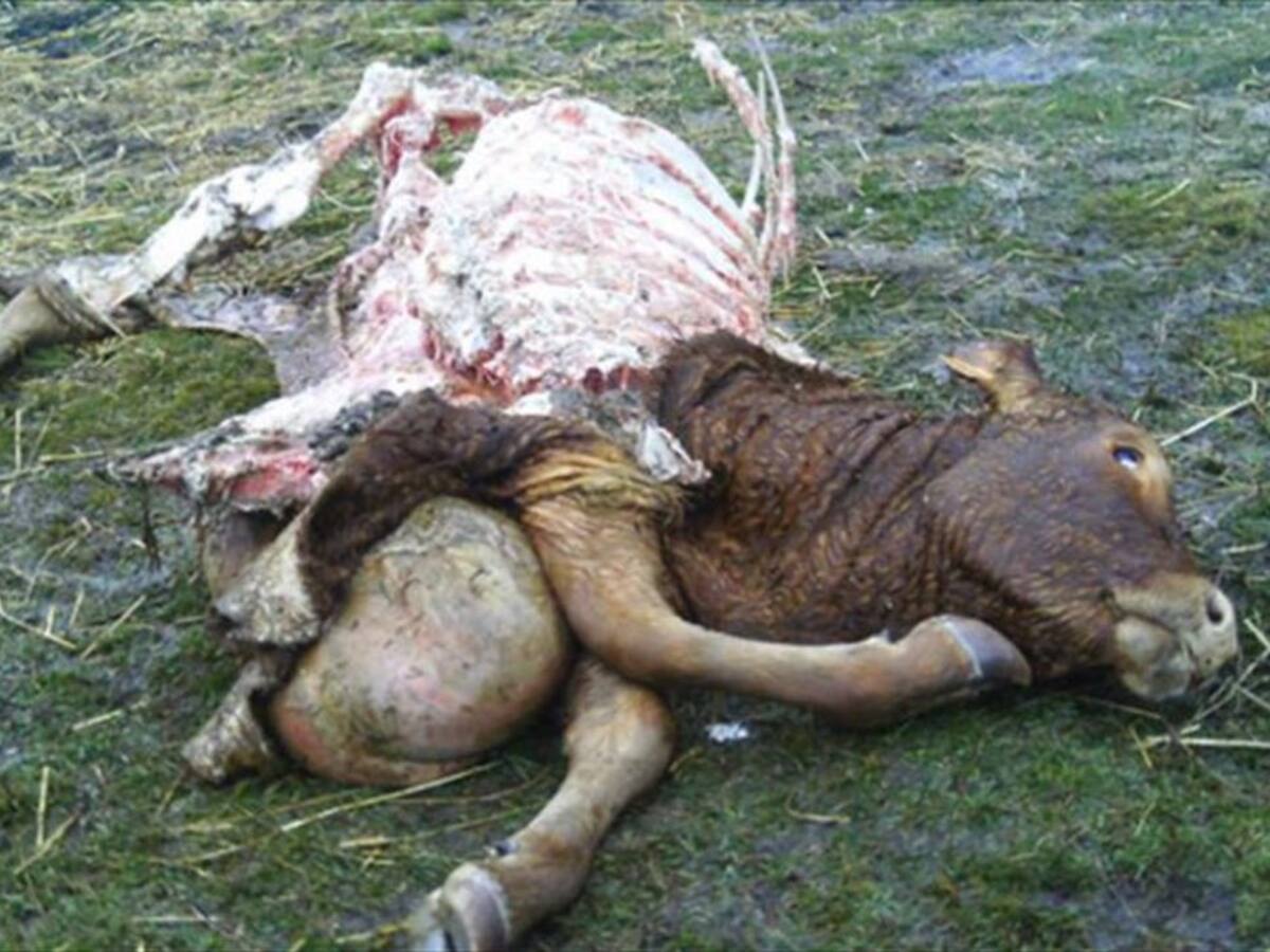 Desde enero se han denunciado casi 50 ataques de lobos a explotaciones de la montaña de Palencia