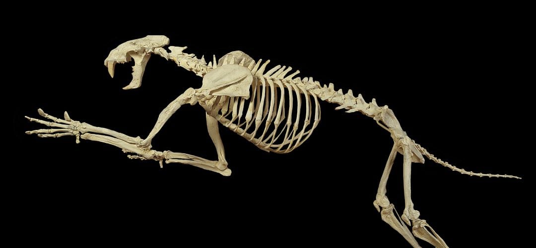 El yacimiento del sur de Madrid ha preservado importantes ejemplares de animales prehistóricos