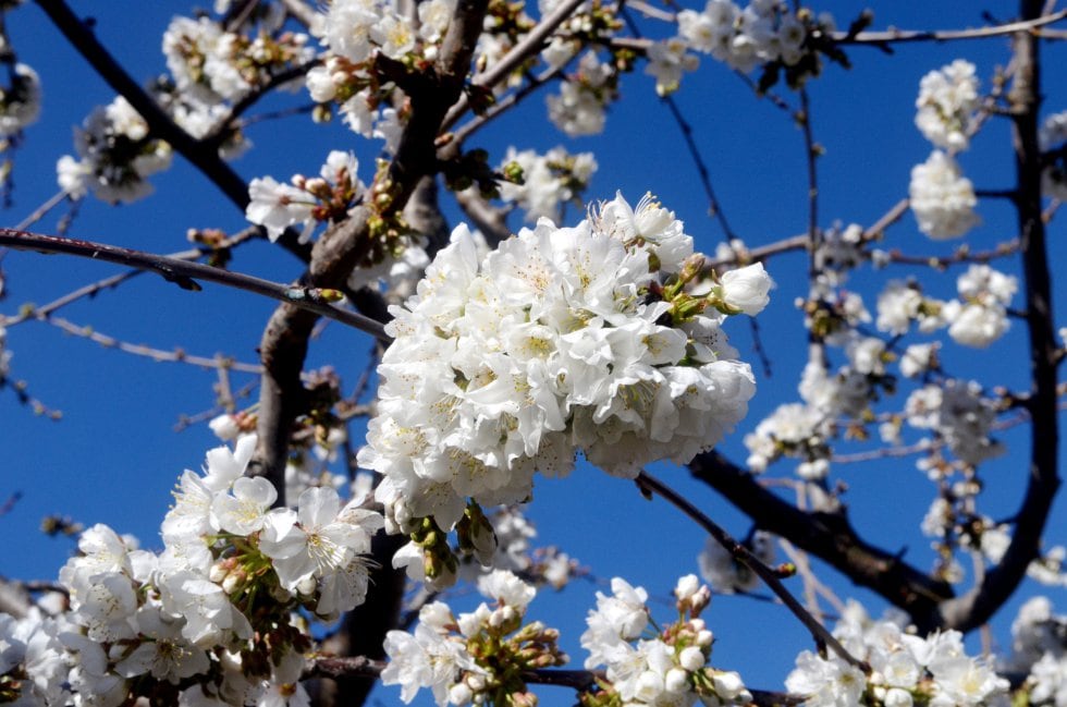 Vista de un cerezo en flor de la comarca cacereña del Valle del Jerte.