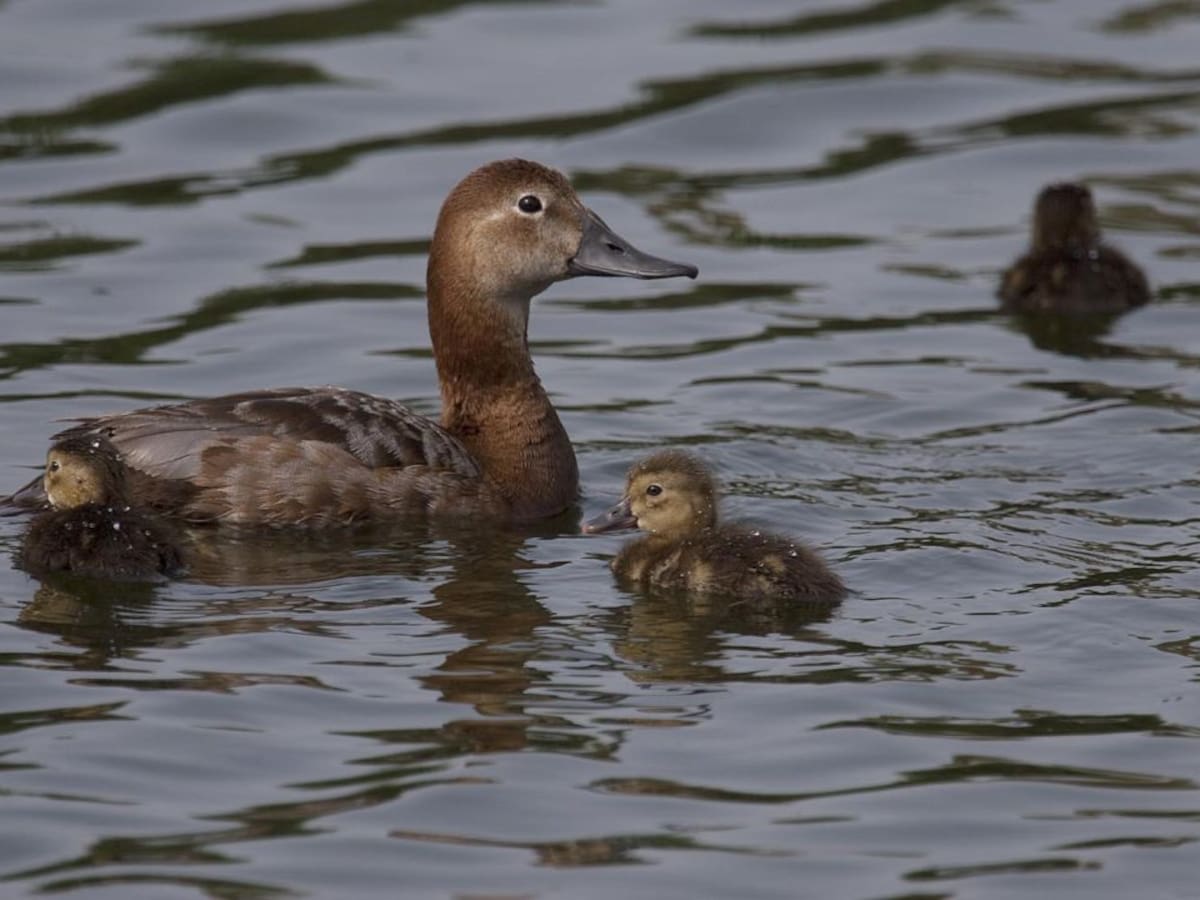 AHSA denuncia la caza indiscriminada de aves en los humedales