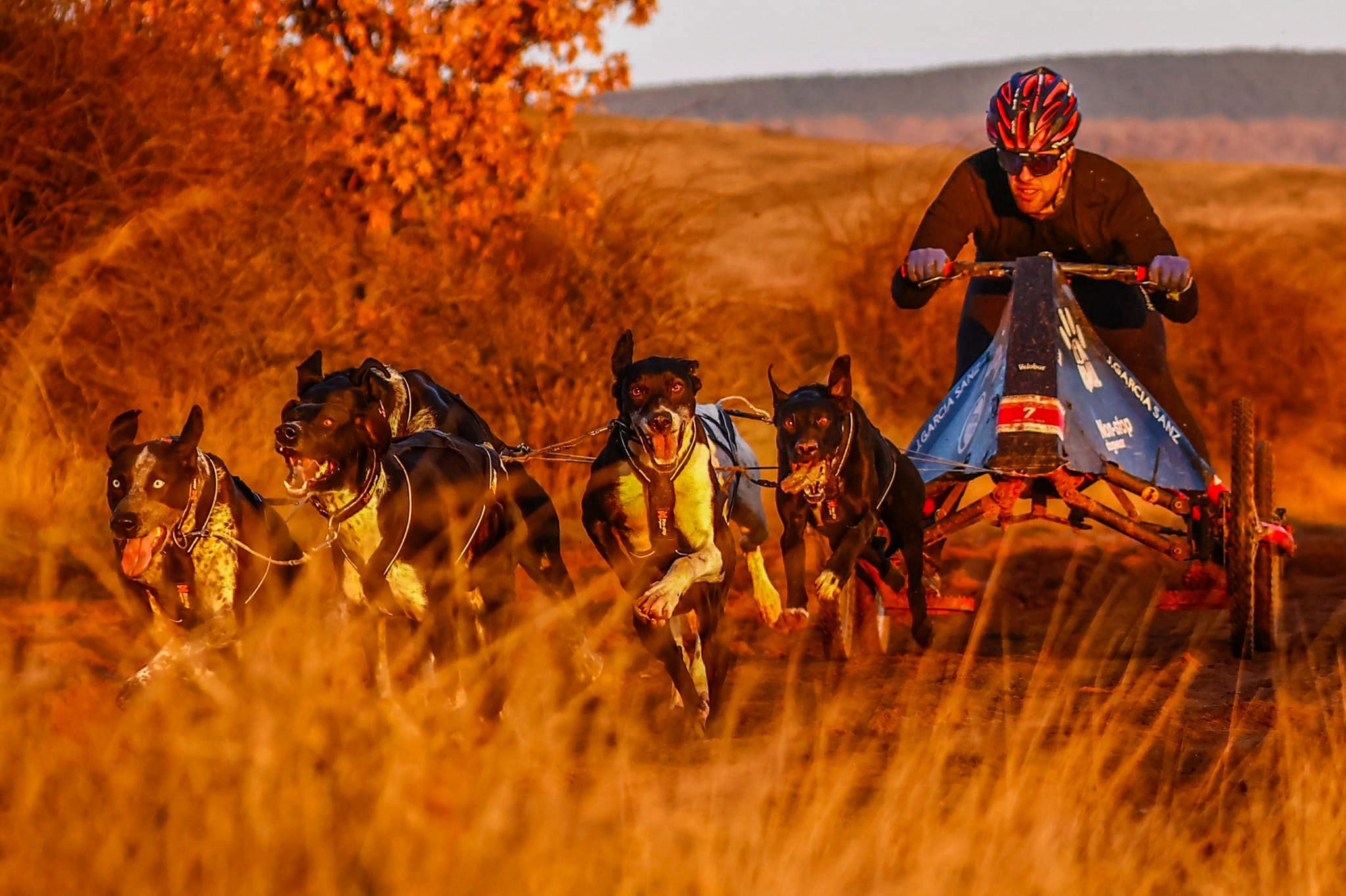 Jorge García, en plena competición en el Nacional de Mushing sobre tierra.