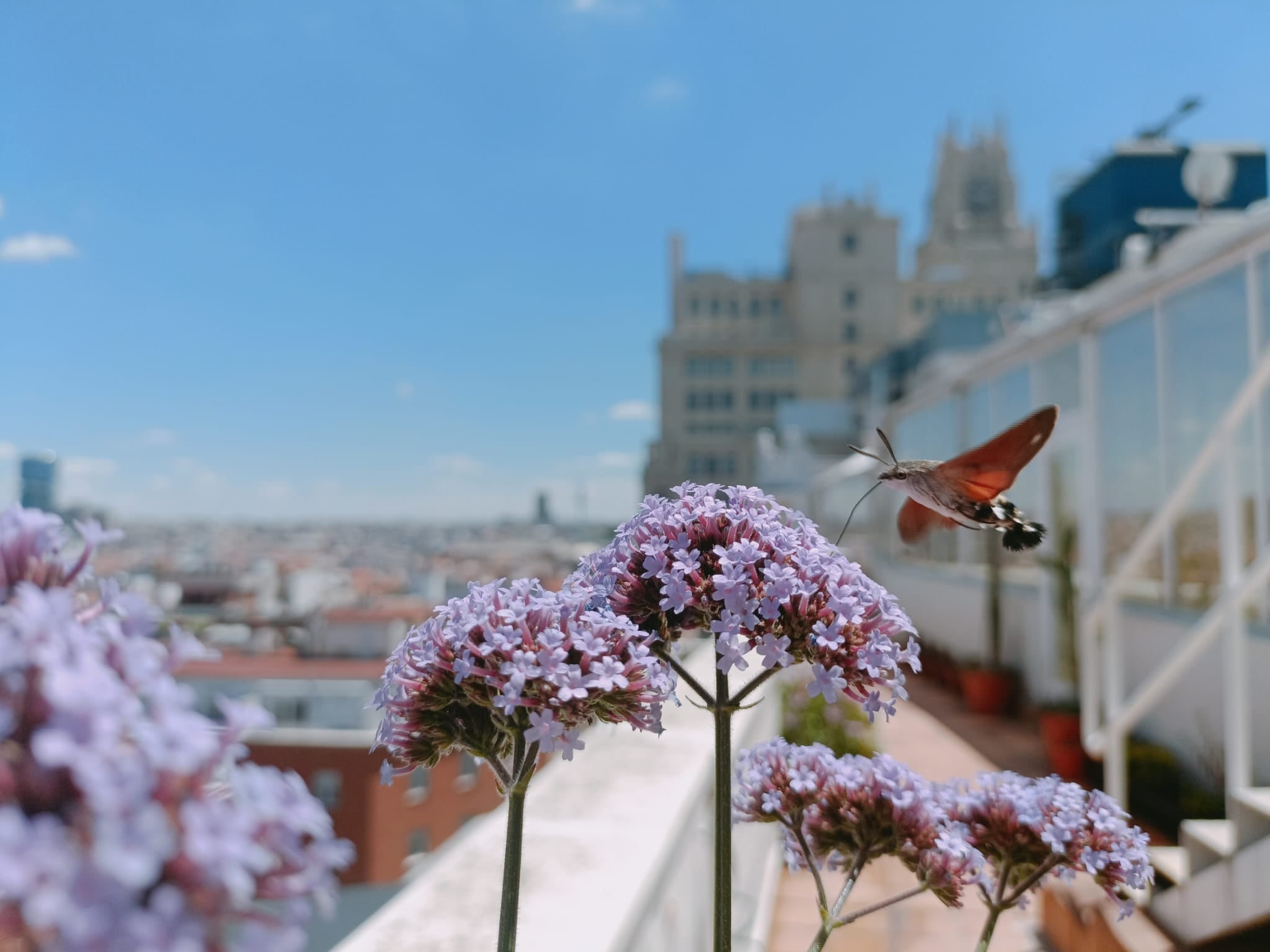 Esfinge colibrí libando en una verbena de Buenos Aires que crece en la terraza de la SER