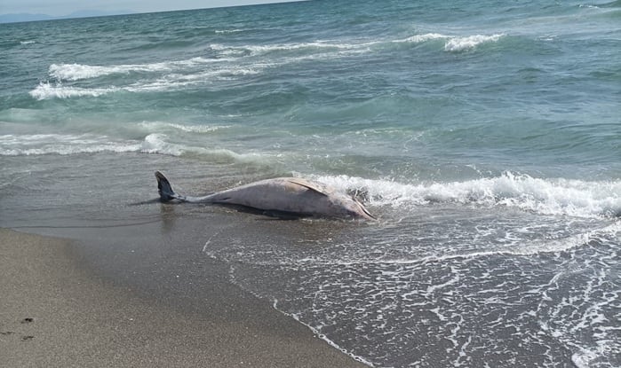 Delfín muerto en Santa Bárbara