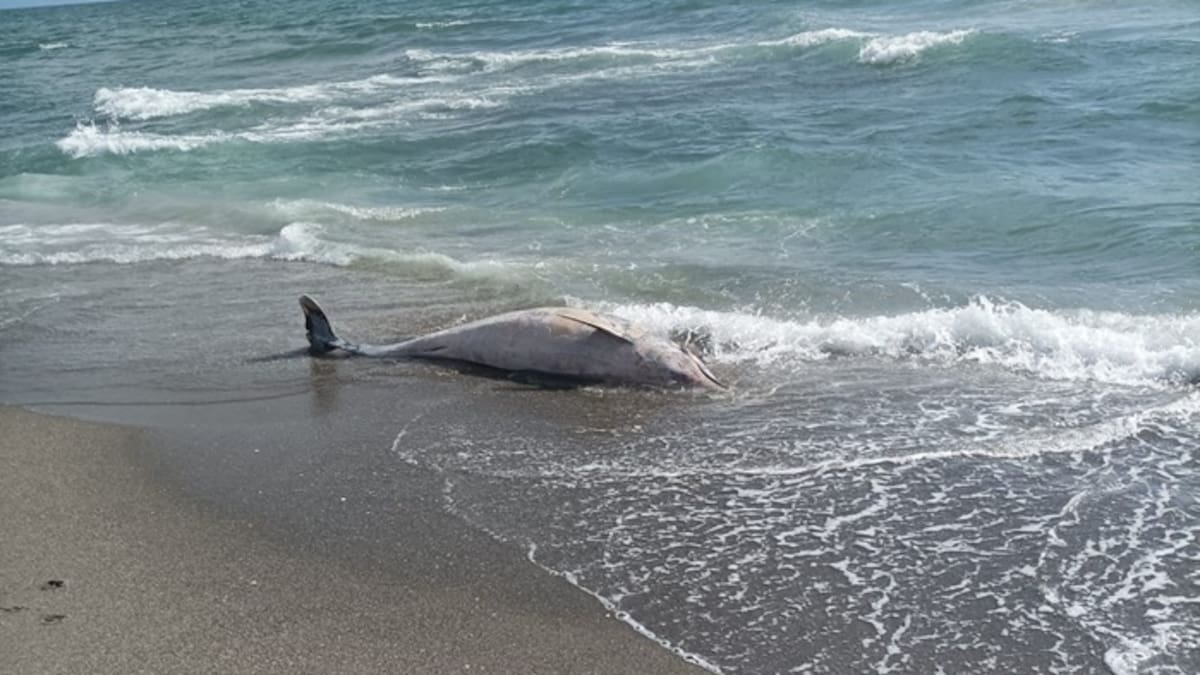 Aparece un nuevo delfín muerto en la playa de Santa Bárbara
