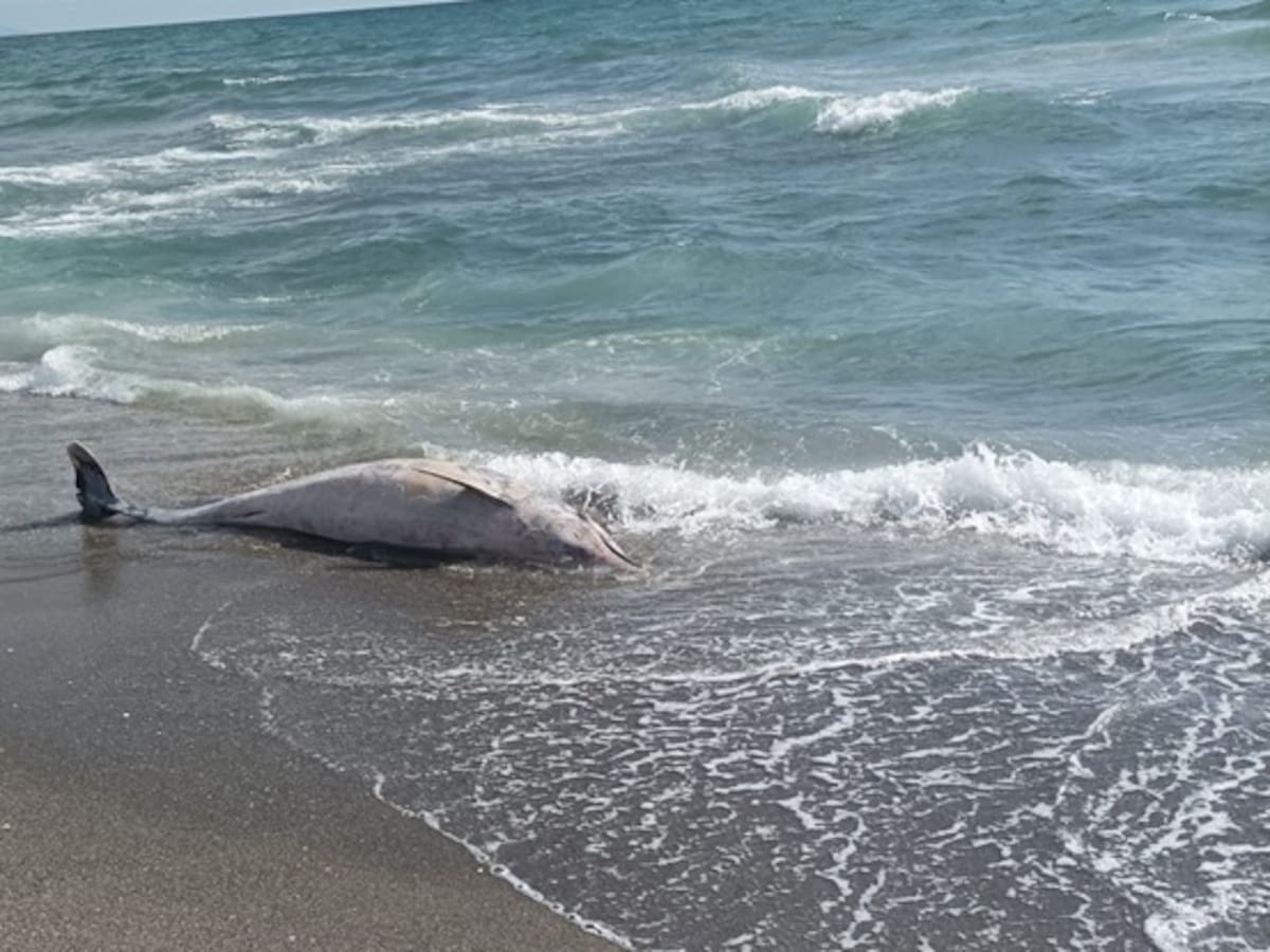 Aparece un nuevo delfín muerto en la playa de Santa Bárbara