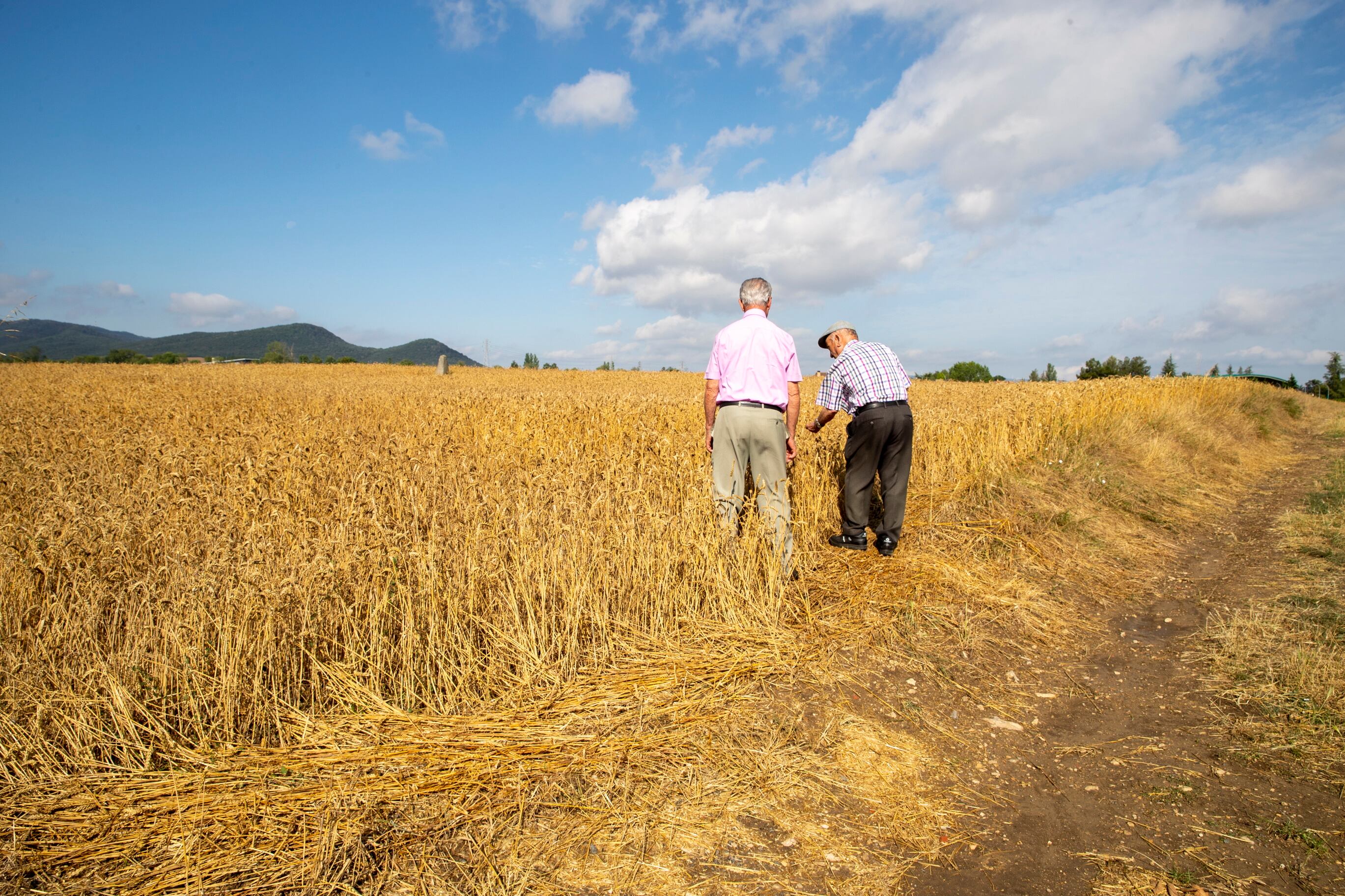 VITORIA, 07/07/2023.- Dos hombres observan los daños producidos en un campo de trigo por la fuerte granizada que cayó el pasado jueves sobre Vitoria causando daños materiales en el mobiliario urbano, árboles y vehículos, así como algún herido. EFE/David Aguilar
